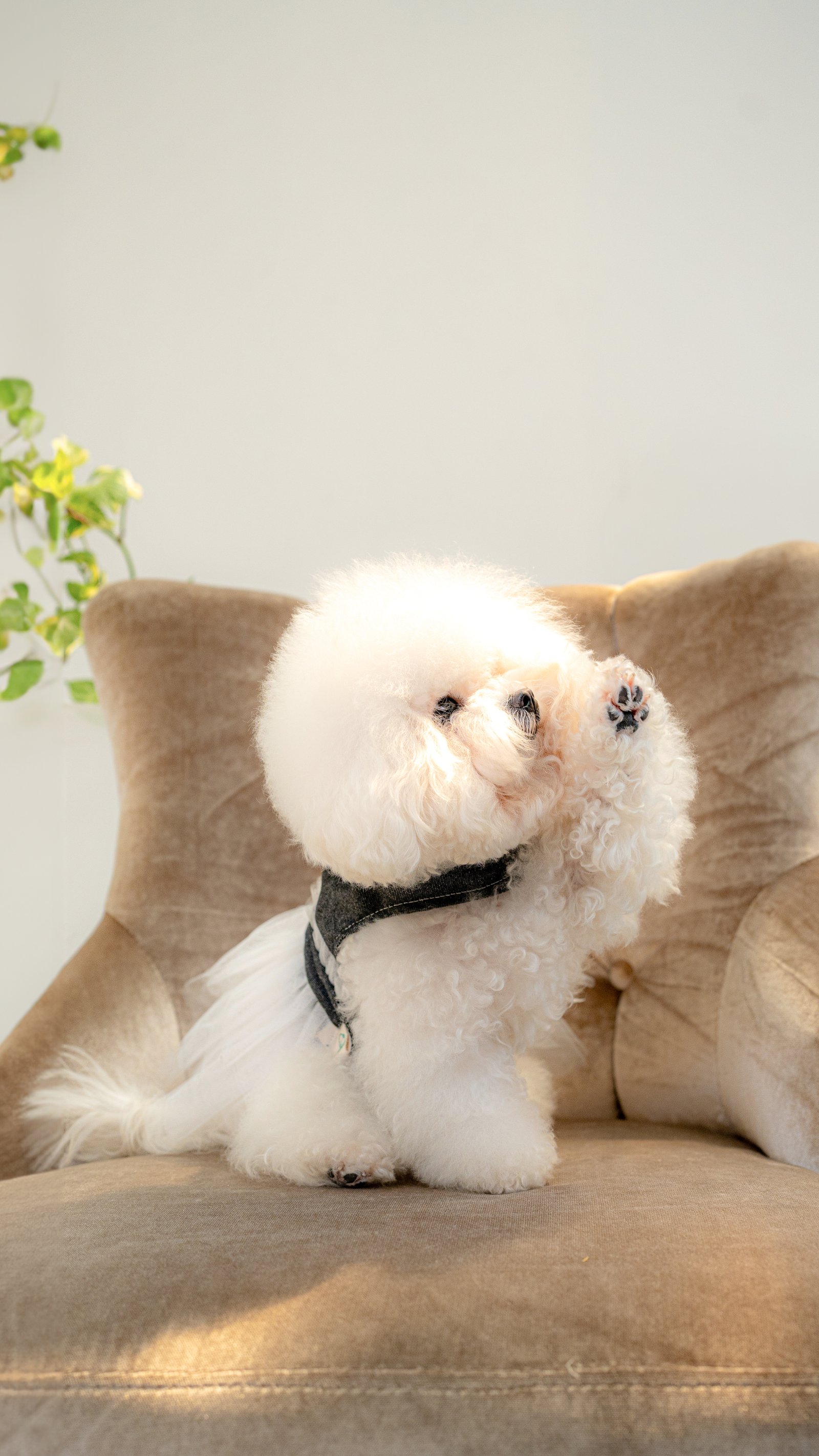 Kiyowoof — Photography by Panlapan Creative Lab