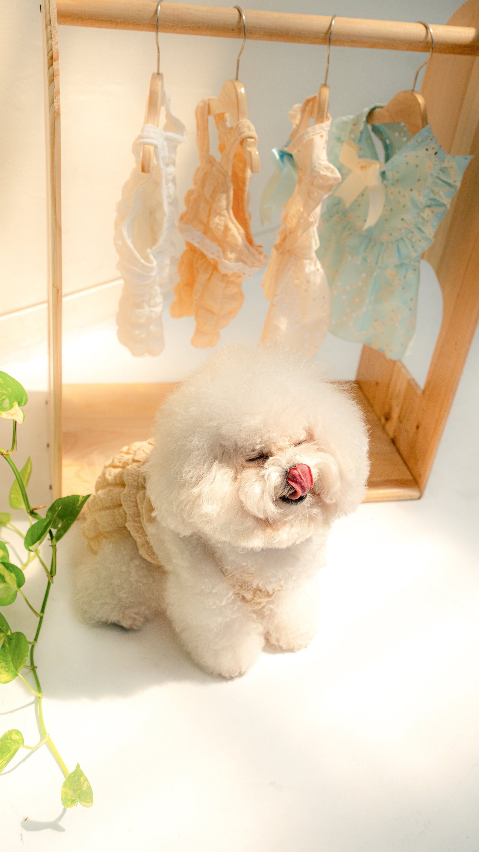 Kiyowoof — Photography by Panlapan Creative Lab